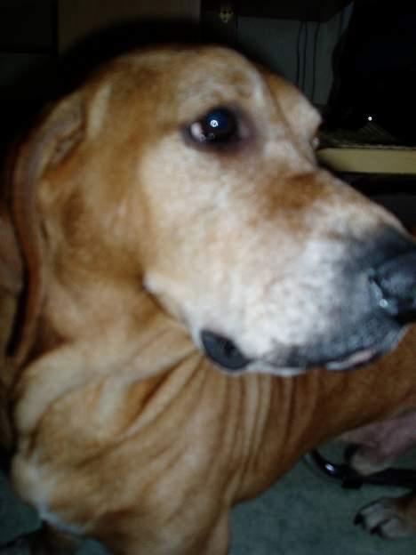 Blanding af racer Bonzo<33 - Fra siden.. billede 16