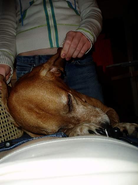 Blanding af racer Bonzo<33 - hans øje er det sted han er kilden.. billede 17