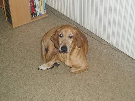 Blanding af racer Bonzo<33 - bonzo lægger og varmer sig billede 18