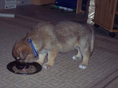Schæferhund Baggy - 4 uger og 6 dage billede 3