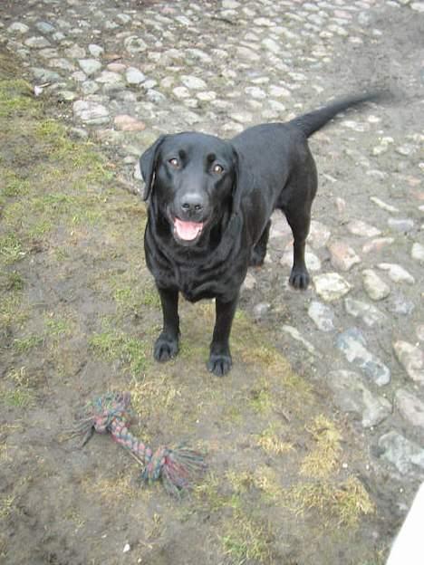 Labrador retriever Parma<33 - parma billede 1
