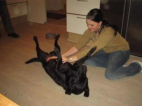 Labrador retriever Parma<33 - Parma elsker at blive nyset med. billede 2