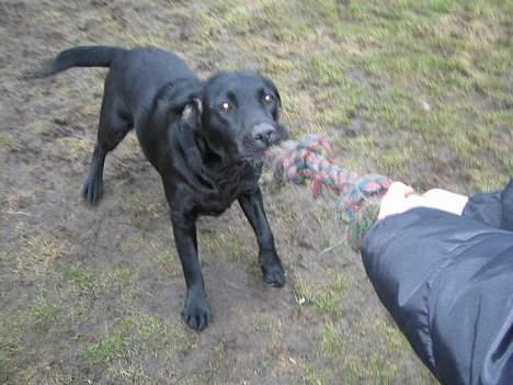 Labrador retriever Parma<33 - Lege dyr billede 3
