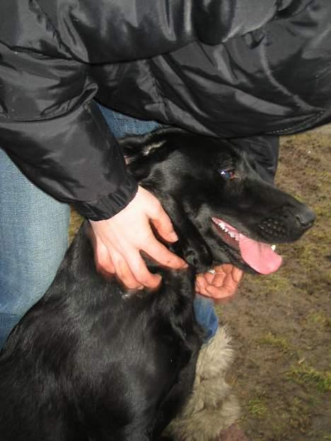 Labrador retriever Parma<33 - Tykke hund :-D billede 4