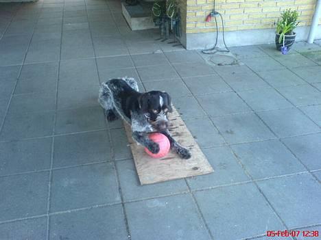 Ruhåret hønsehund Aiko-nu som jagthund - Det er MIN bold.. billede 8