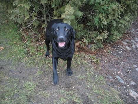 Labrador retriever Parma<33 - Parma i foto stilling billede 5