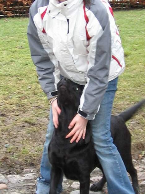 Labrador retriever Parma<33 - Pama er dejlig billede 6