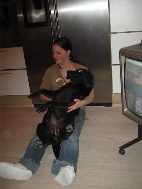 Labrador retriever Parma<33 billede 7