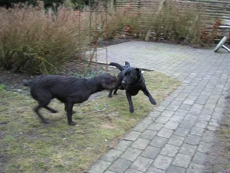 Labrador retriever Parma<33 - Parma og morgan i lege humør billede 9