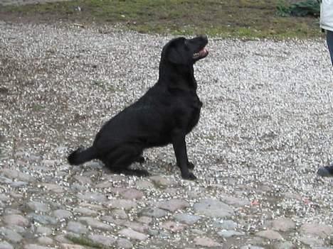 Labrador retriever Parma<33 - Parma venter på hendes lege tøj billede 10