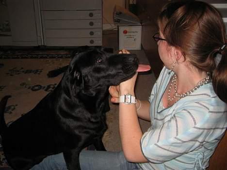 Labrador retriever Parma<33 - Slikke dyr billede 11