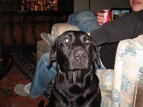 Labrador retriever Parma<33 - Nååh så søde parma er billede 12