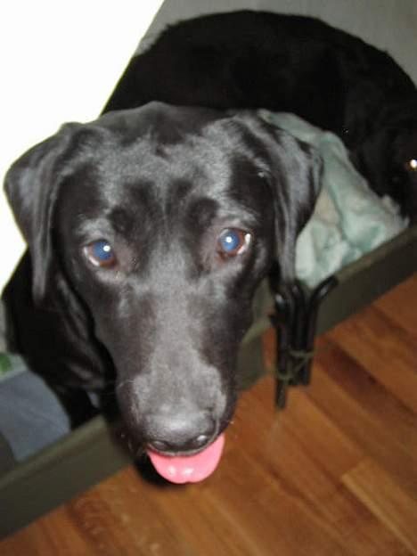 Labrador retriever Parma<33 - Baby ansigt billede 13