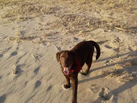 Labrador retriever Zenta - Er jeg ikke dejlig billede 1