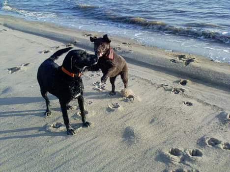 Labrador retriever Zenta - mig og min store legekammerat perle billede 2