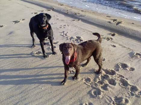 Labrador retriever Zenta - Hi Hi det her er sjovt billede 3