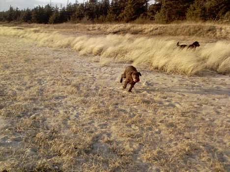 Labrador retriever Zenta - fuld fart frem billede 4