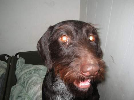 Ruhåret hønsehund Morgan - Morgan Zoom billede 1