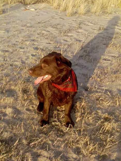 Labrador retriever Zenta - hold da helt op hvor er stranden stor billede 5