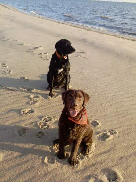 Labrador retriever Zenta - se hvor pænt vi kan sidde billede 6