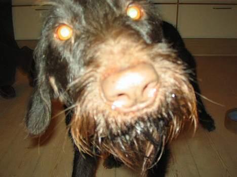 Ruhåret hønsehund Morgan - Morgan har lige drukket. billede 2