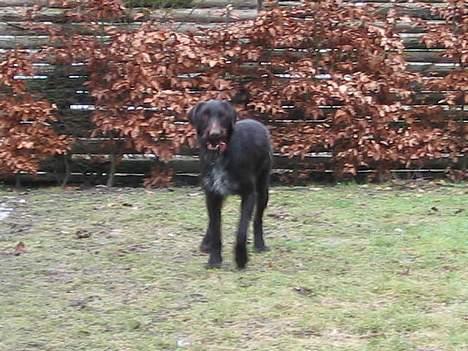 Ruhåret hønsehund Morgan - Morgan venter på vi kaster bloden  billede 3