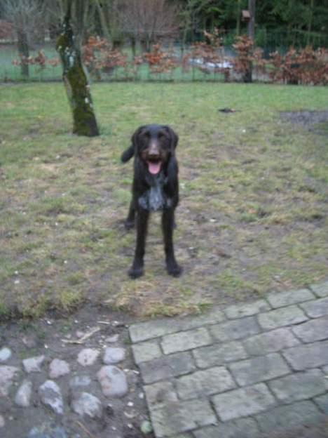 Ruhåret hønsehund Morgan - Morgan<33 billede 6