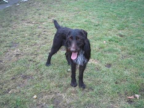 Ruhåret hønsehund Morgan - Morgan er med ude og lege billede 7