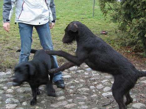 Ruhåret hønsehund Morgan - Morgan er i lege humør billede 9