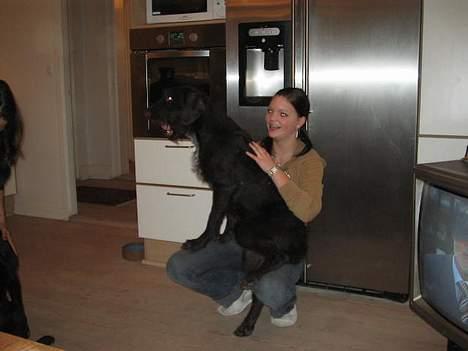 Ruhåret hønsehund Morgan - Morgan sidder på mig billede 10