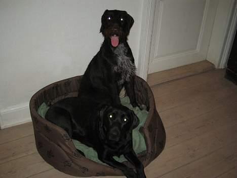 Ruhåret hønsehund Morgan - Morgan og parma billede 11