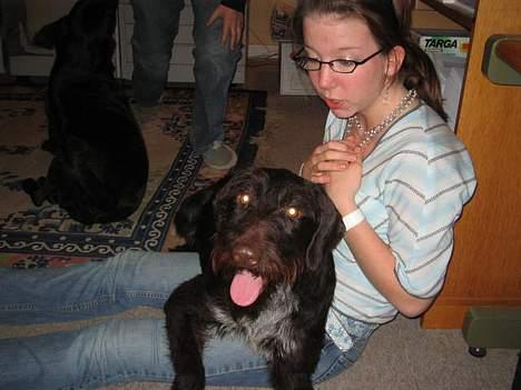 Ruhåret hønsehund Morgan - Morgan  lægger sammen med stine billede 12