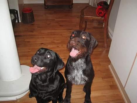 Ruhåret hønsehund Morgan - Morgan og parme.. billede 13