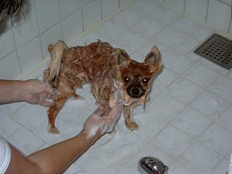 Pomeranian Uno - Øv, nu igen.. billede 15