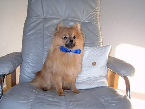 Pomeranian Uno - Man kan jo ikke gøre for at man  har charme.. billede 16