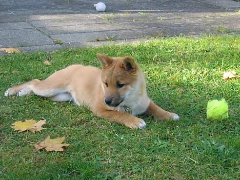 Shiba simba - Er der ingen der vil lege ? billede 3