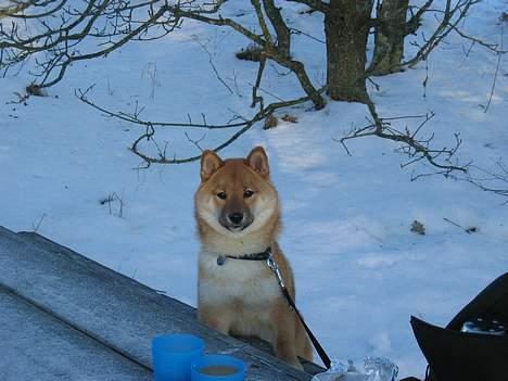 Shiba simba - På tur med Shiba klubben. billede 10