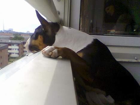 Bullterrier Freya ++Hvil min pige++ - nøjj der langt ned billede 5