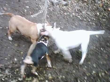 Bullterrier Freya ++Hvil min pige++ - Freya med hendes mor og legetante billede 6