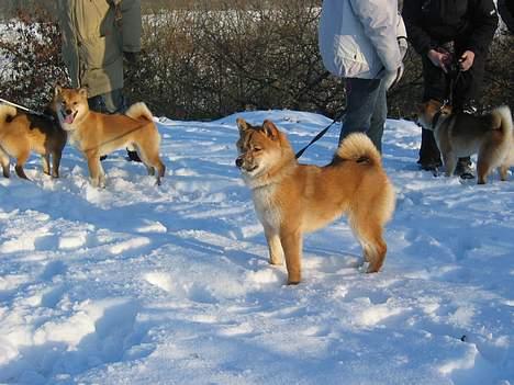 Shiba simba - Også på nytårs gåturen. billede 11