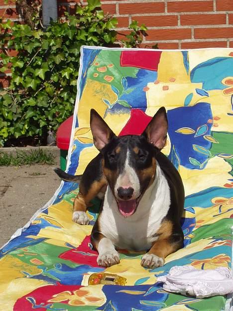 Bullterrier Freya ++Hvil min pige++ - nyder lige solen billede 7