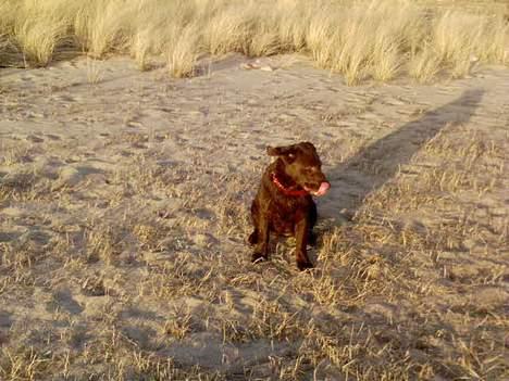 Labrador retriever Zenta - sagde du hundguffer billede 7