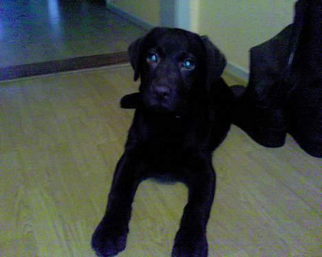 Labrador retriever Zenta billede 8