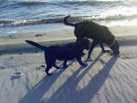 Labrador retriever Zenta billede 9