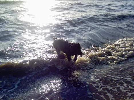 Labrador retriever Zenta - AD det bliver man våd af billede 11