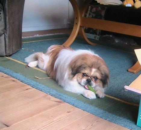 Pekingeser Danger - Savner dig!! 2004 - 2010 - Danger billede 1