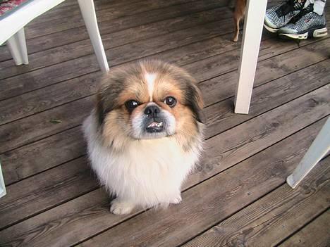Pekingeser Danger - Savner dig!! 2004 - 2010 -  Er lige blevet klippet! Det er så dejligt i sommervarmen!!! billede 2
