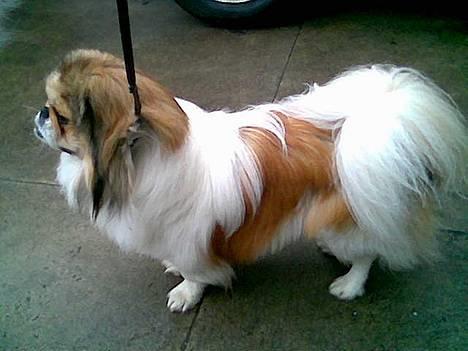 Pekingeser Danger - Savner dig!! 2004 - 2010 - Skal ud og gå med Challenge-pusser. billede 3