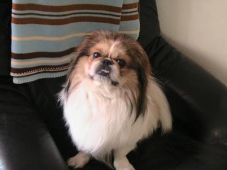 Pekingeser Danger - Savner dig!! 2004 - 2010 billede 4
