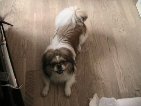 Pekingeser Danger - Savner dig!! 2004 - 2010 billede 5